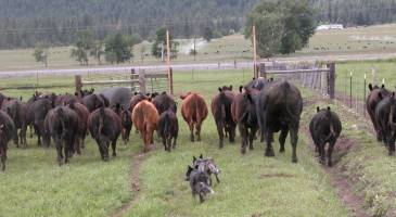 stock dogs working cattle