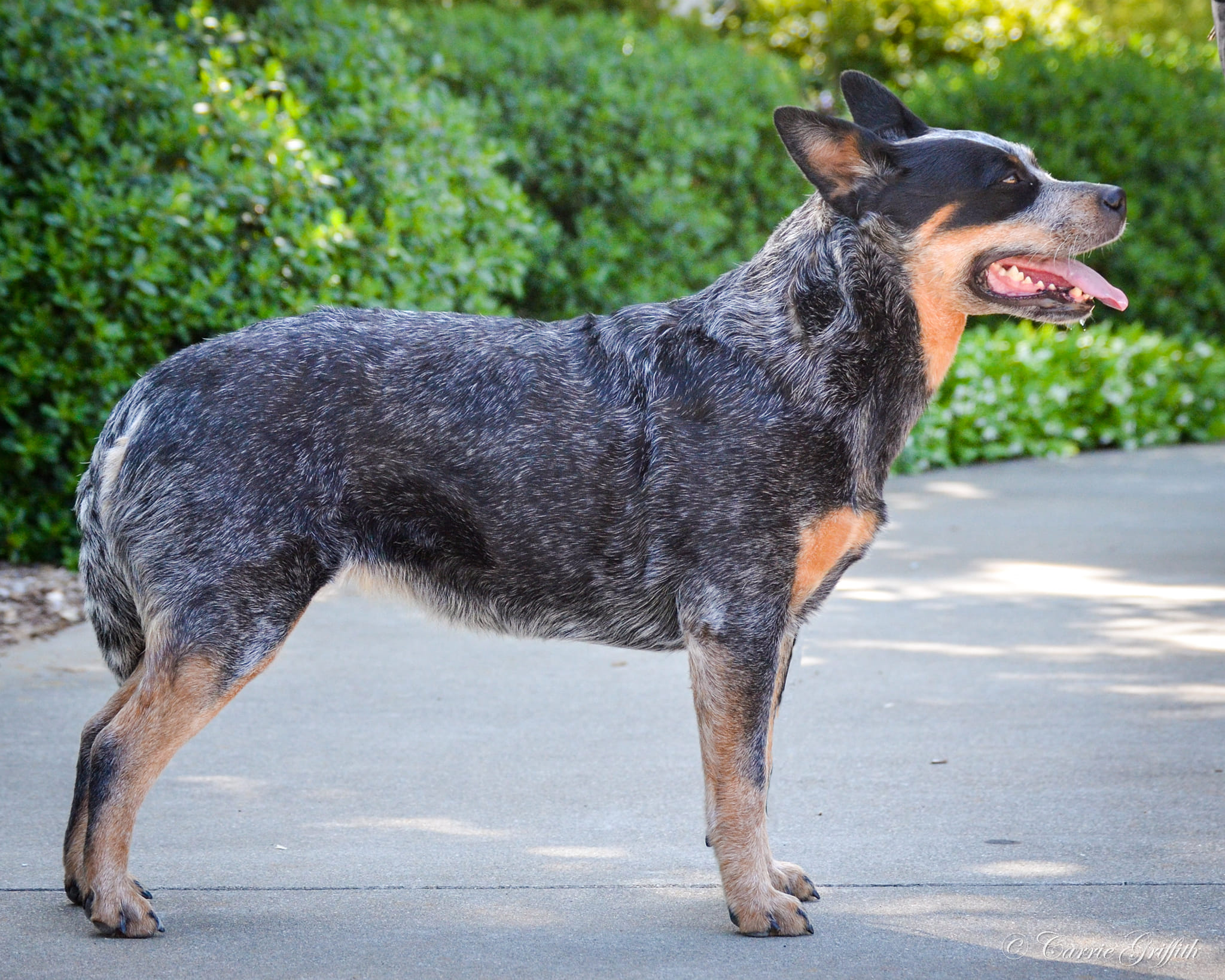 are australian cattle dog noisy