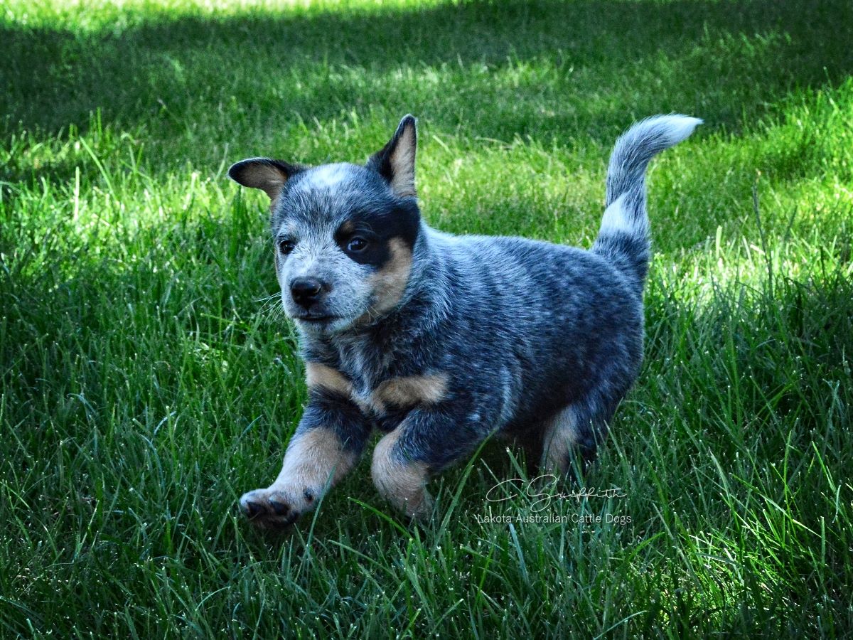 Lakota Australian Cattle Dogs, Central Oregon Cattle Dog Breeders