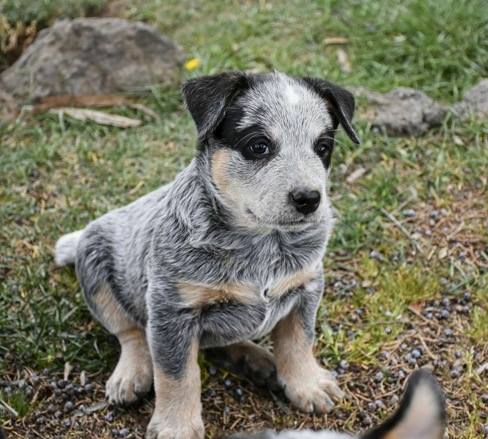 Lakota Australian Cattle Dogs, Central Oregon Cattle Dog Breeders